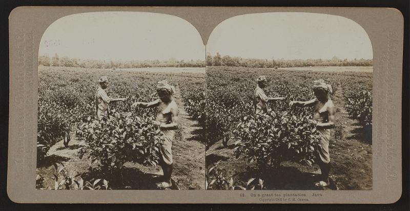 On a great tea plantation, Java